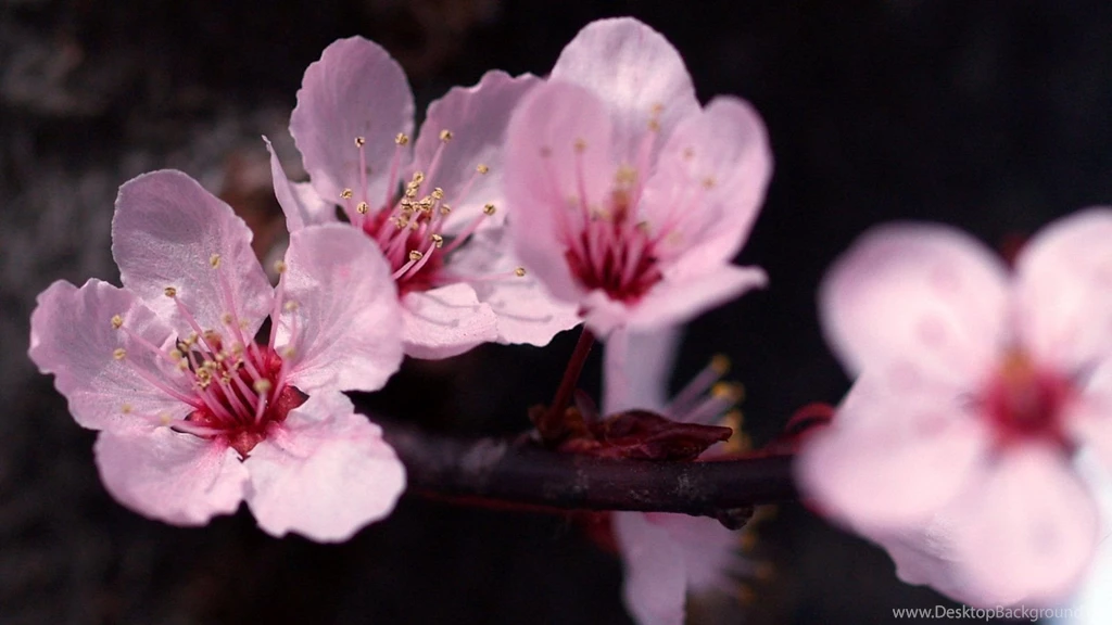 Nature Wallpapers 1600x900 (
