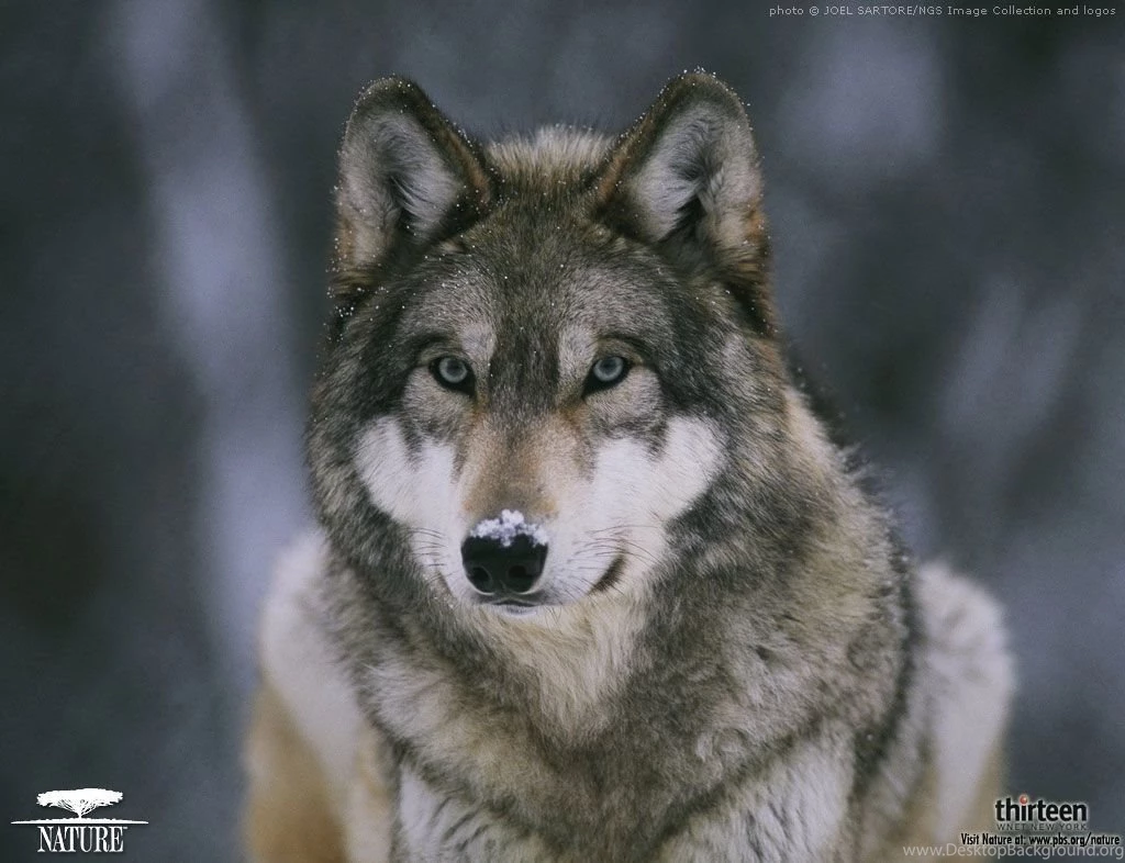 Cute Red Wolf Wallpapers For Chrome