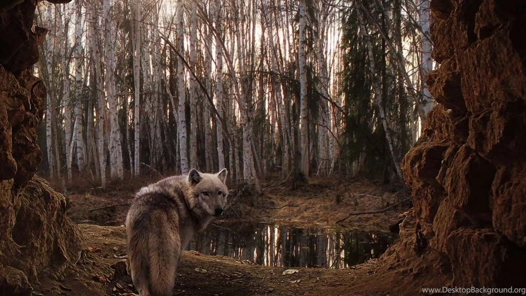 Wolf Computer Wallpapers, Desktop Backgrounds