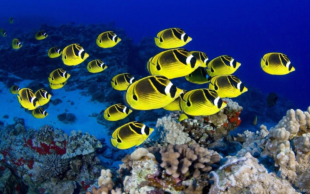 High Definition Fish Wallpapers For Free Download