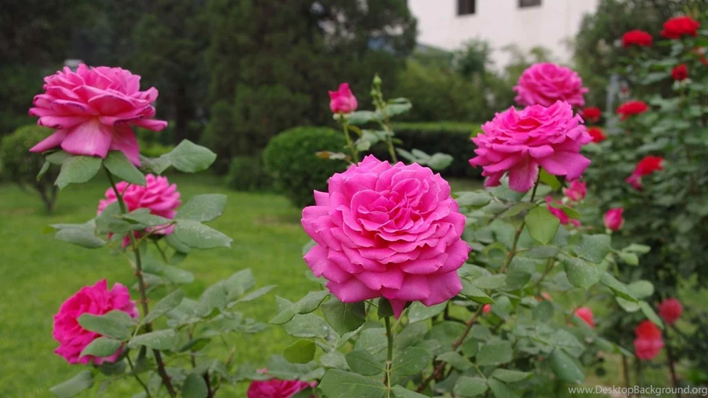 Download Wallpapers 1920x1080 Roses, Flowers, Garden, Herb, Shrub ...