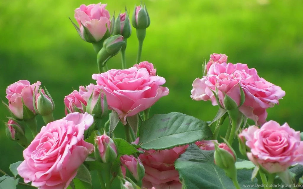 Rose Flower Wallpapers Full HD Wallpapers For Desktop