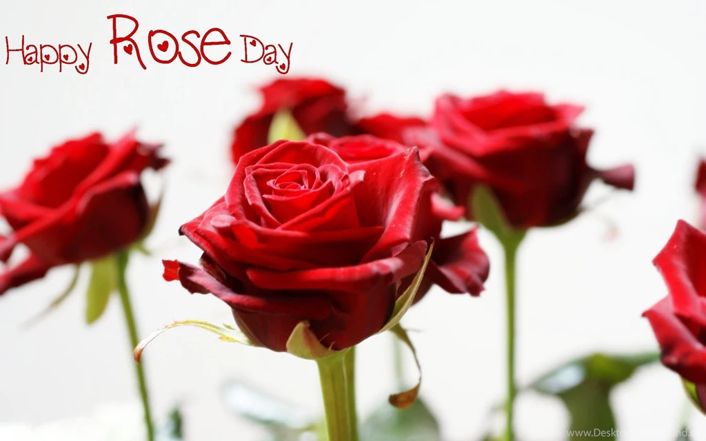 Happy Rose Day Red Rose Wallpapers