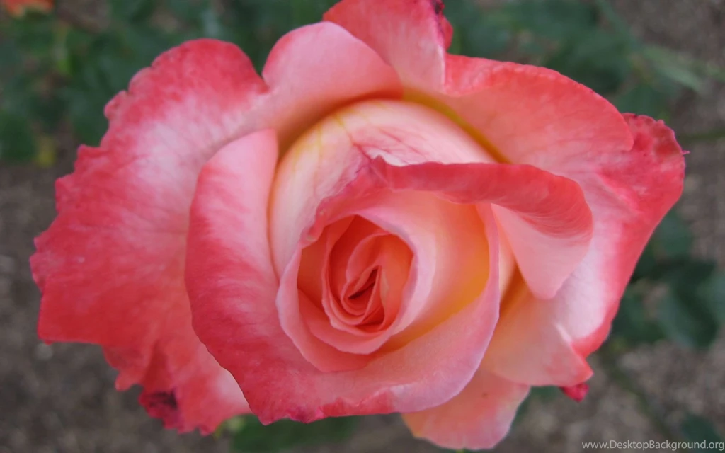 Rose Flower Wallpapers Download   HD Wallpapers And Pictures