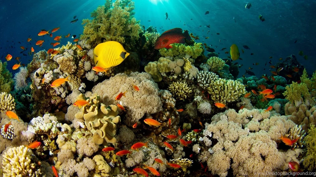 Coral Fish Wallpapers For Display
