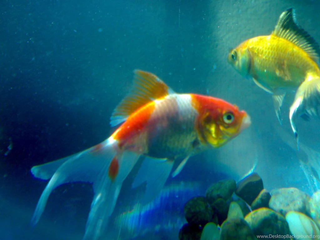 Download Beautiful Colourful Fish Wallpapers