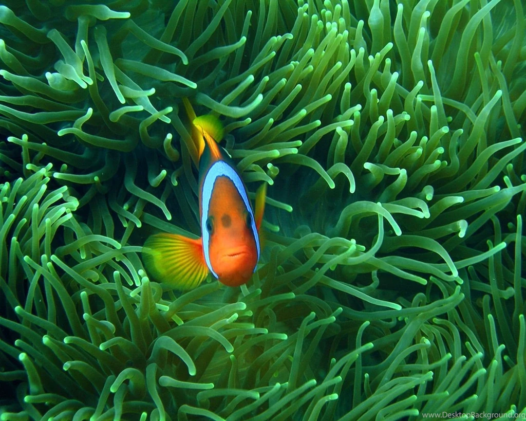 Clown Fish Wallpapers 193908
