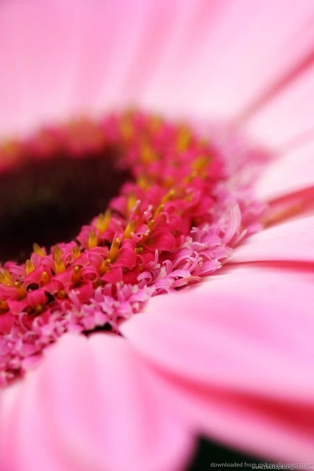 Download Petals Of The Flower Wallpapers For iPhone 4