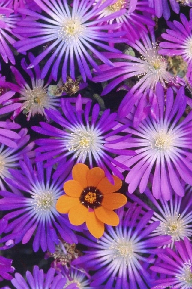 iPhone 4 Flower Wallpapers 10