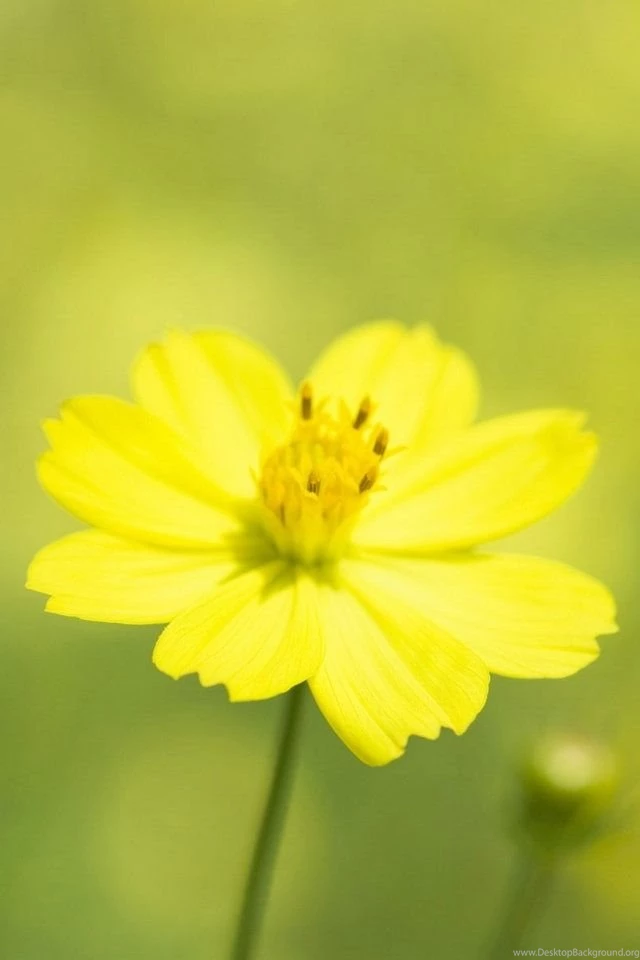 Macro Flower Iphone 4 Wallpapers Free 640x960 Hd Iphone Screensaver