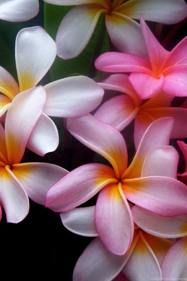 640x960 Beautiful Flowers Iphone 4 Wallpapers