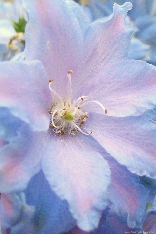 HD 640x960 Cute iPhone 4 Wallpapers Img 2