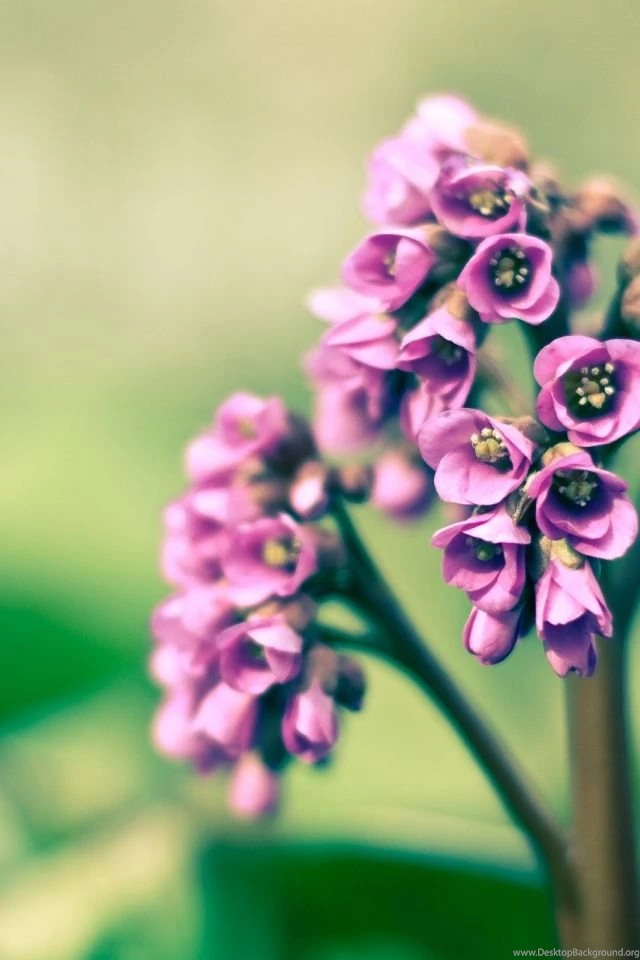 640x960 Purple Spring Flower Iphone 4 Wallpapers