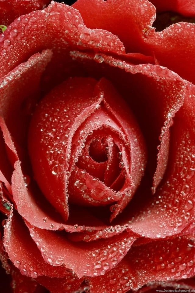 iPhone 4 Flower Wallpapers 05