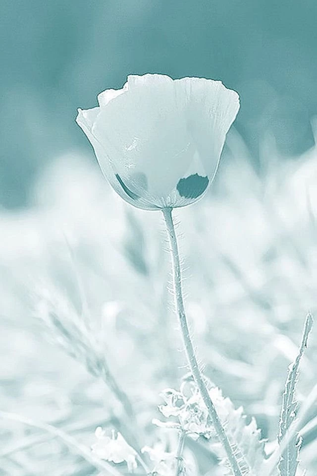 iPhone 4 Wallpapers