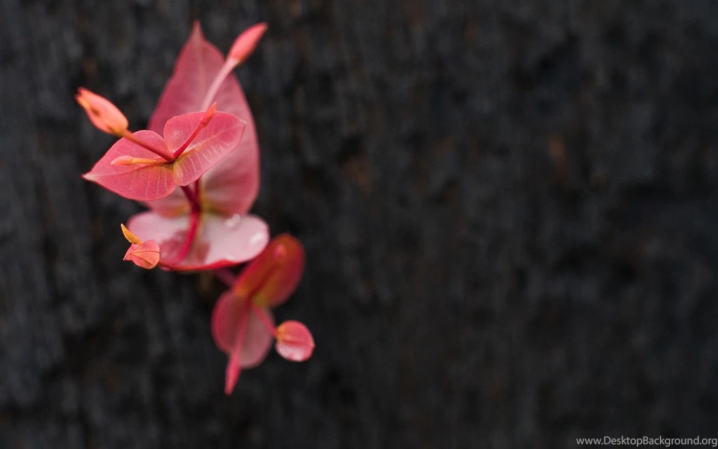 Download Gloomy Wallpapers 240x320