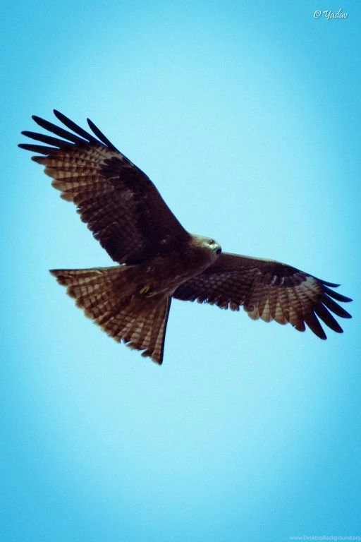 Eagles Wallpapers For Iphone