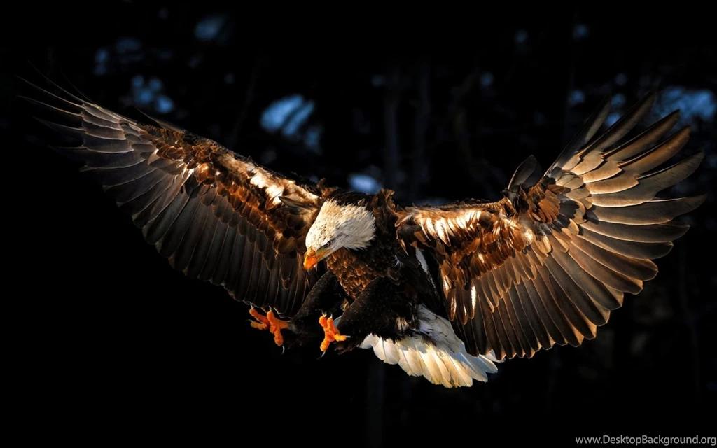 Flying Eagle Wallpaper.jpg
