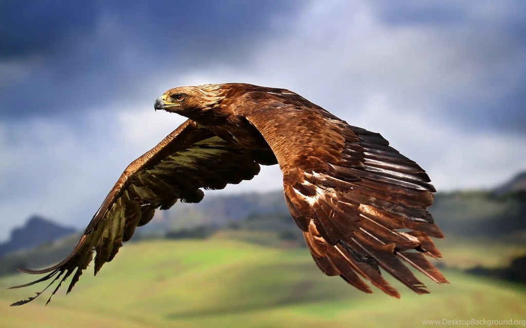 Download Eagle Wallpapers For Iphone