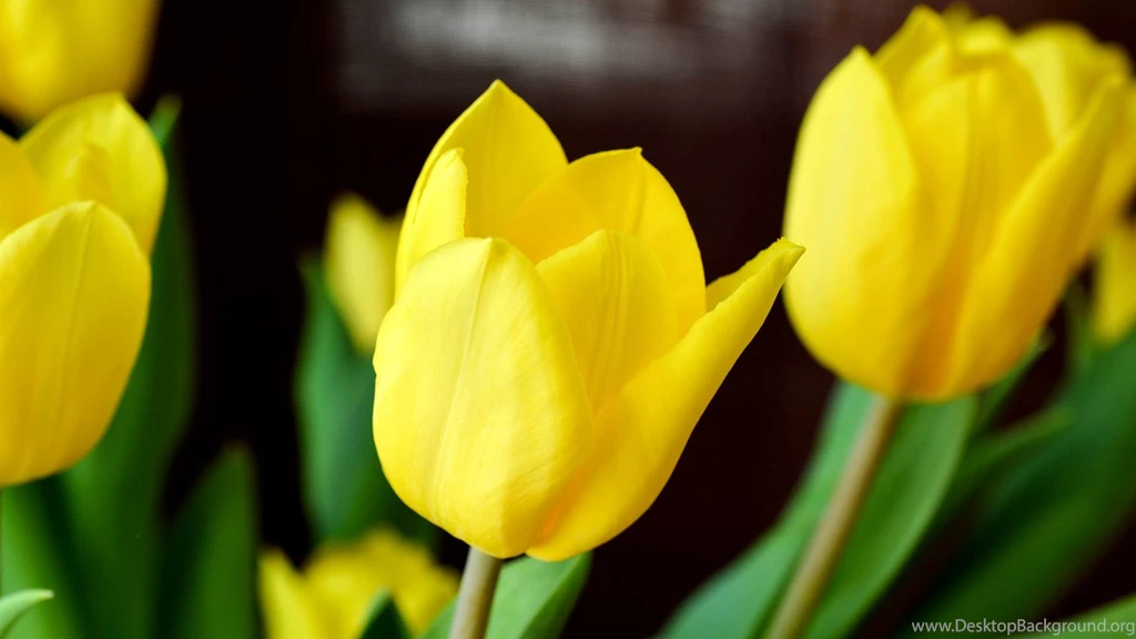 Yellow Tulips Wallpapers HD 1080p For Desktop