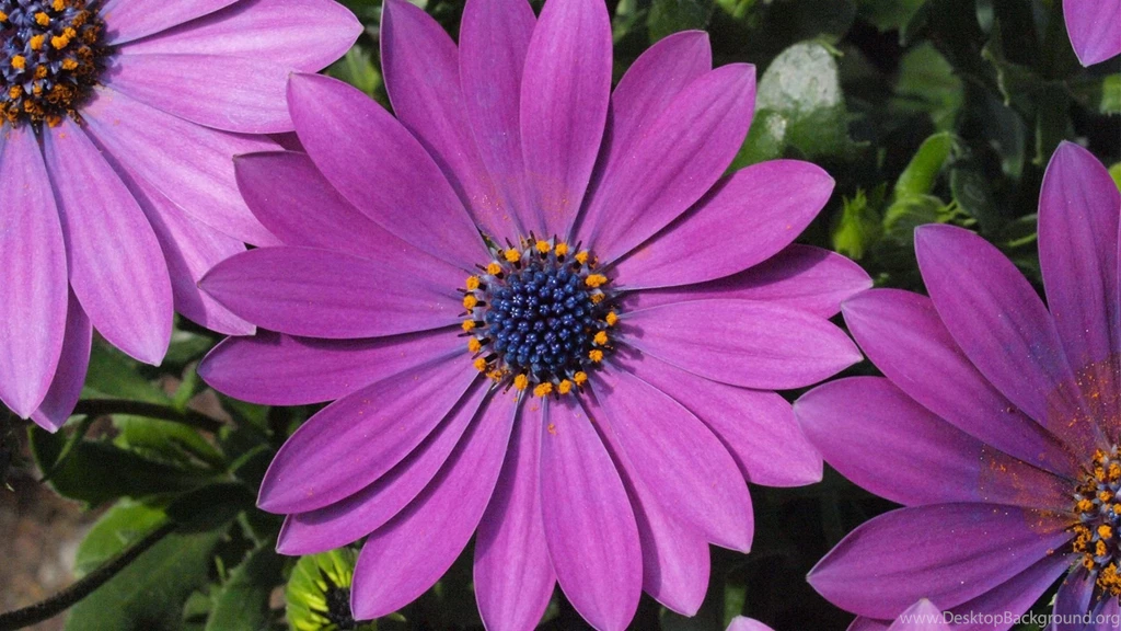 Marguerite Wallpapers HD 1080p Desktop 1920X1080