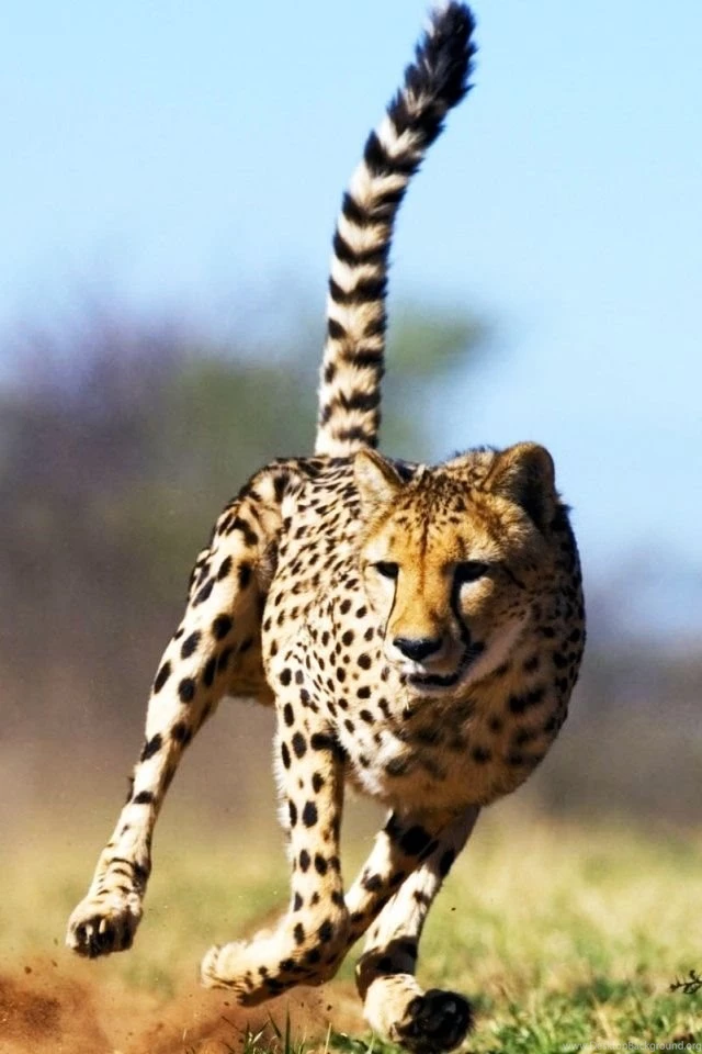 Cheetah Wallpapers For Phone 5012 Cheetah Iphone Hd Wallpapers 640 ...