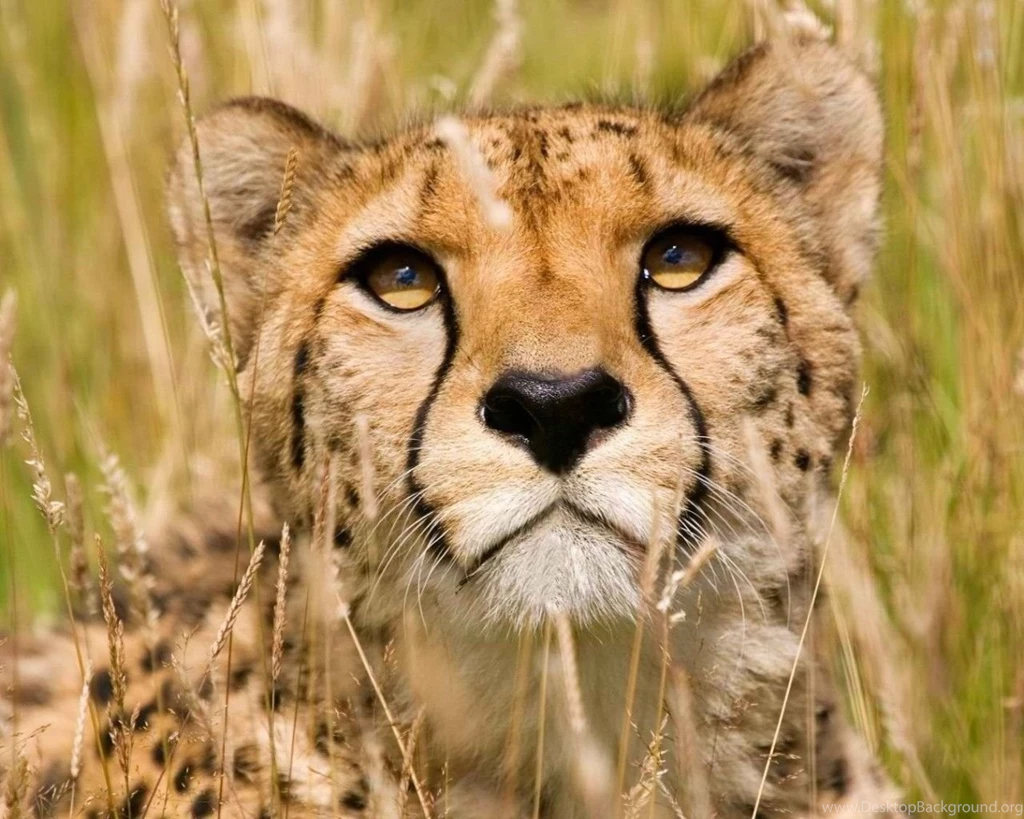 Cheetah, Face Wallpapers – Yoyowall.com