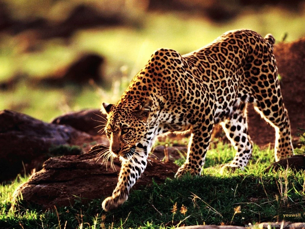 Cheetah Wallpapers