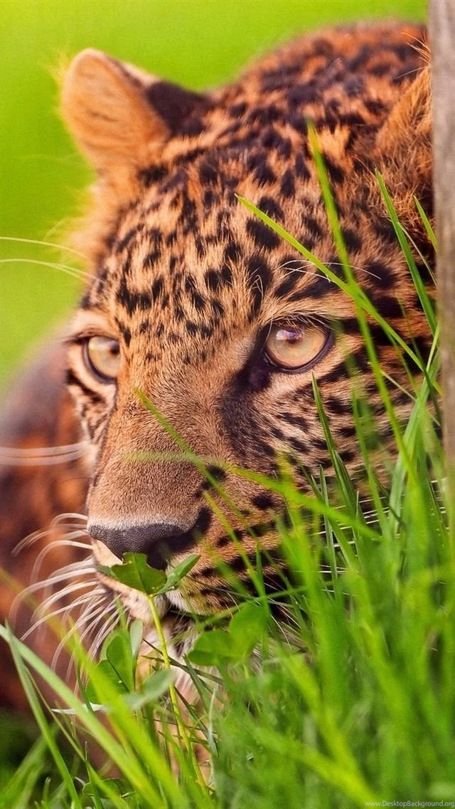 Cheetah Ambush Target iPhone Wallpapers