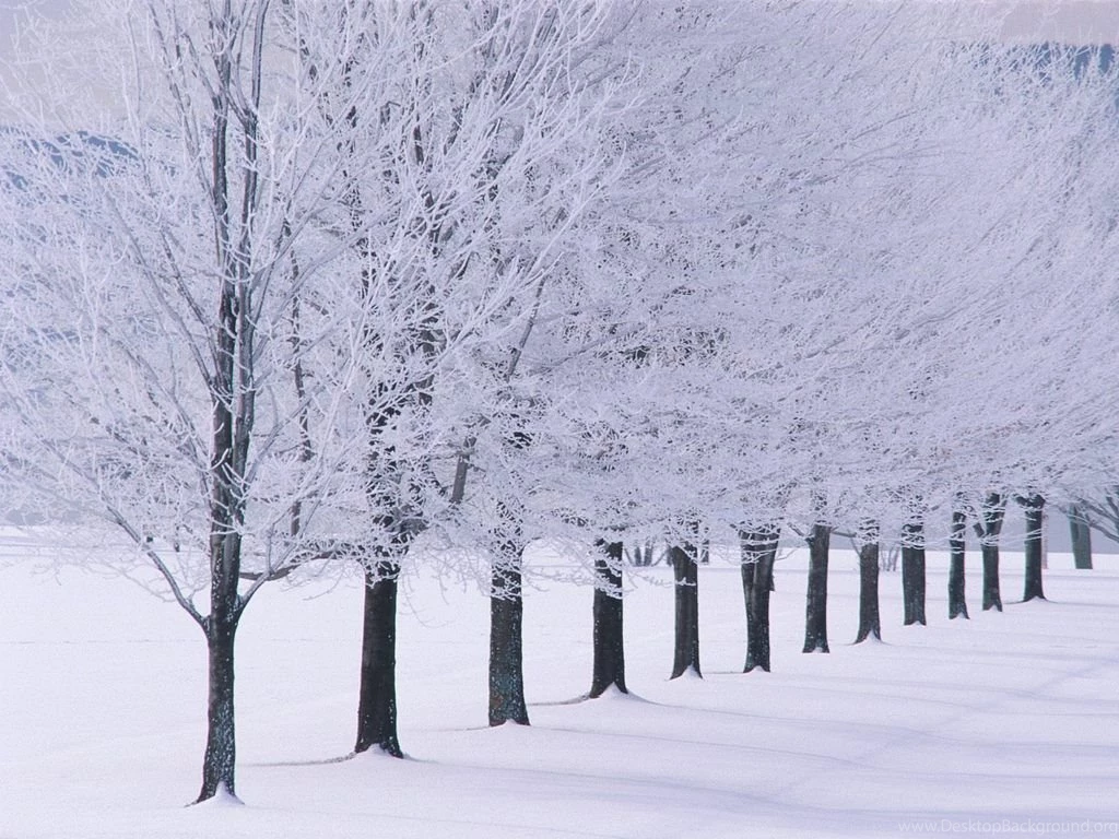 Top Winter Snow Trees And Images For Pinterest