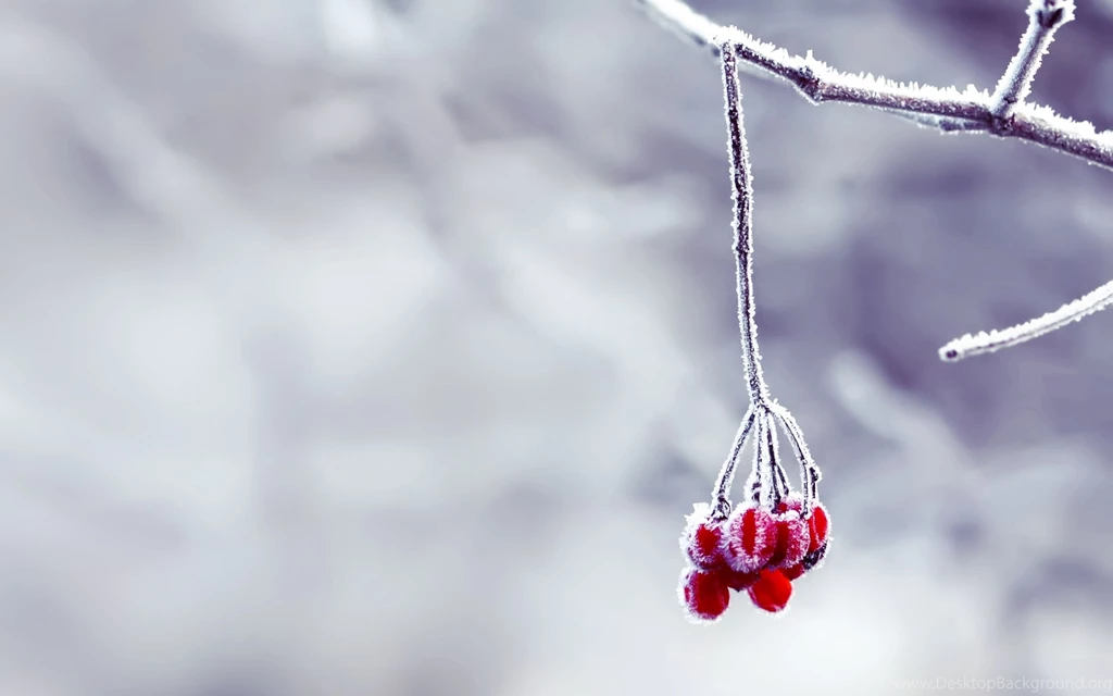 Snow Wallpapers Berries Wallpapers
