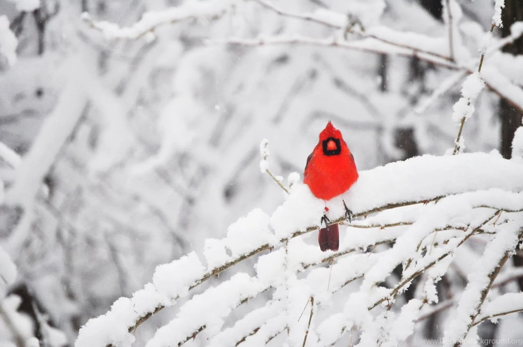 Cardinal In Snow Backgrounds Wallpaper.