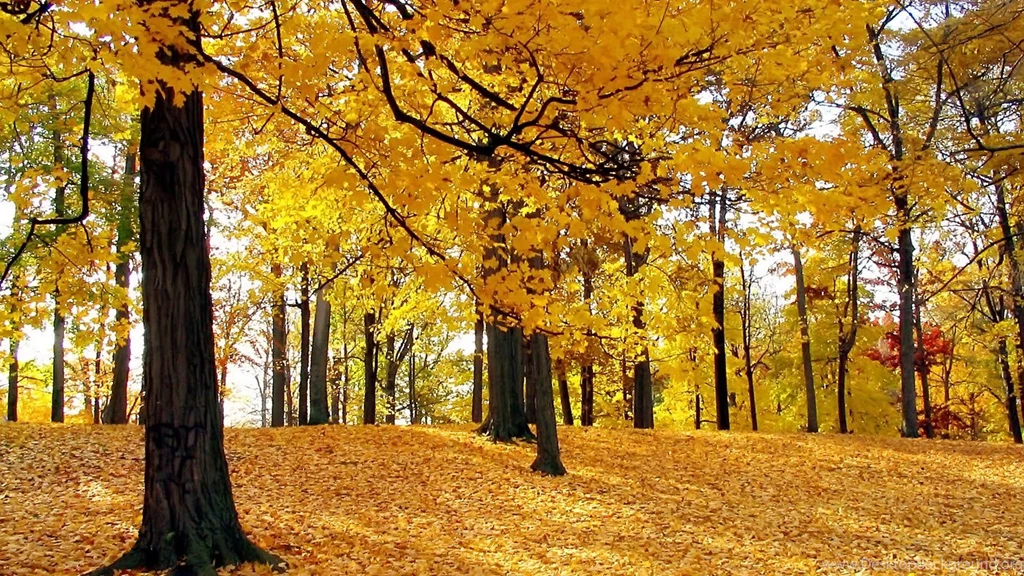 HD Wallpapers 1080p Widescreen Nature Free Download For Desktop ...