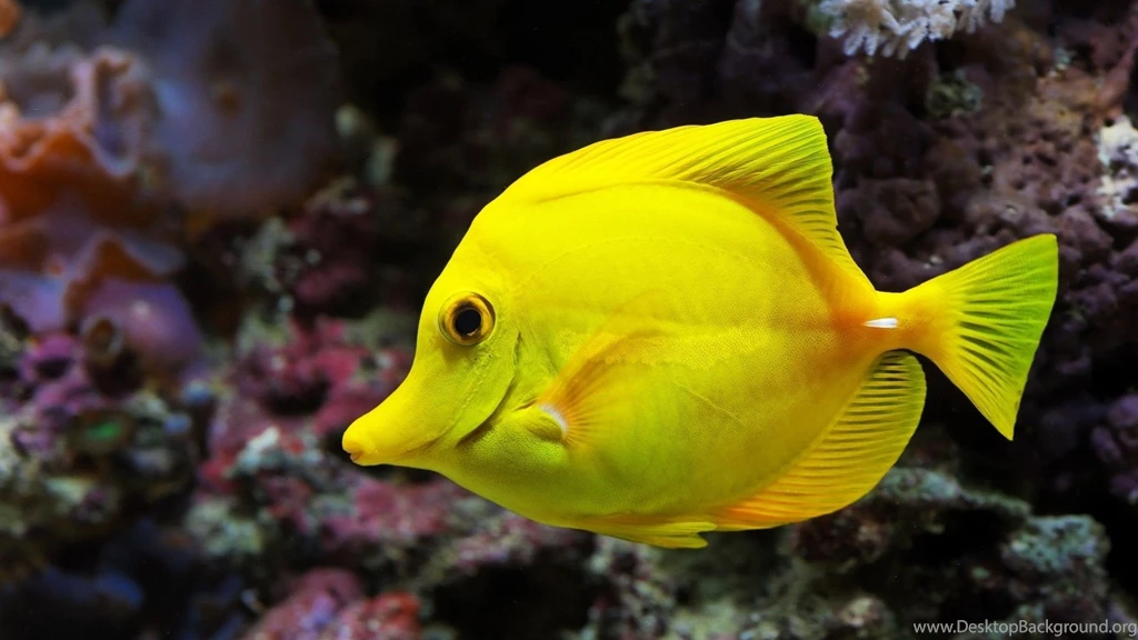 Fish 7.jpg
