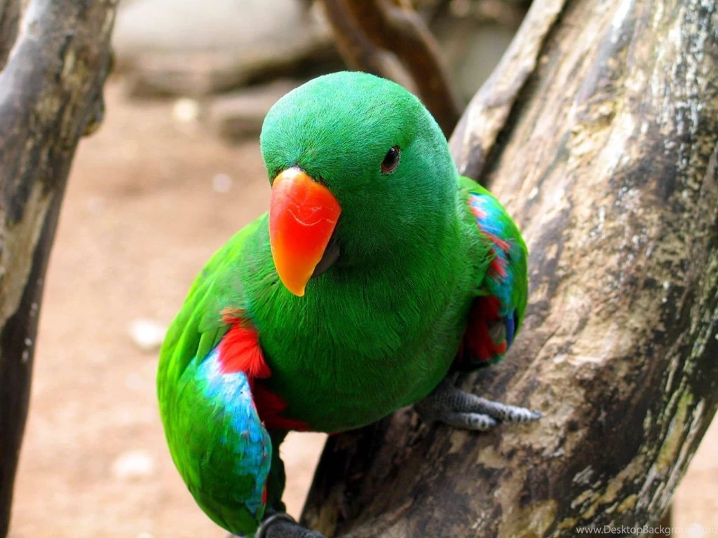 Free Download Wallpapers HD : Beautiful Parrot,colorful Parrot ...