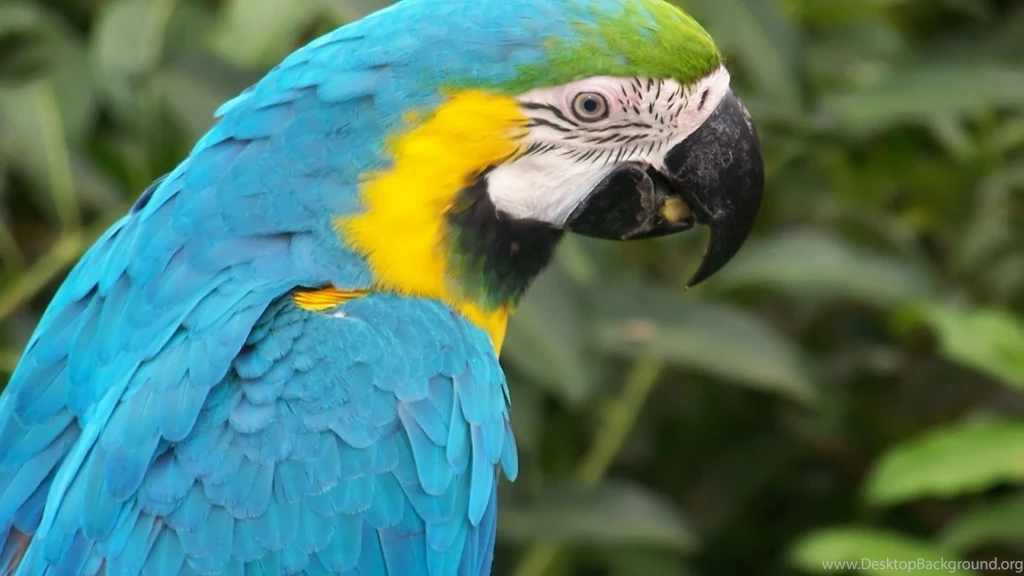 Free Download Wallpapers HD : Beautiful Parrot,colorful Parrot ...
