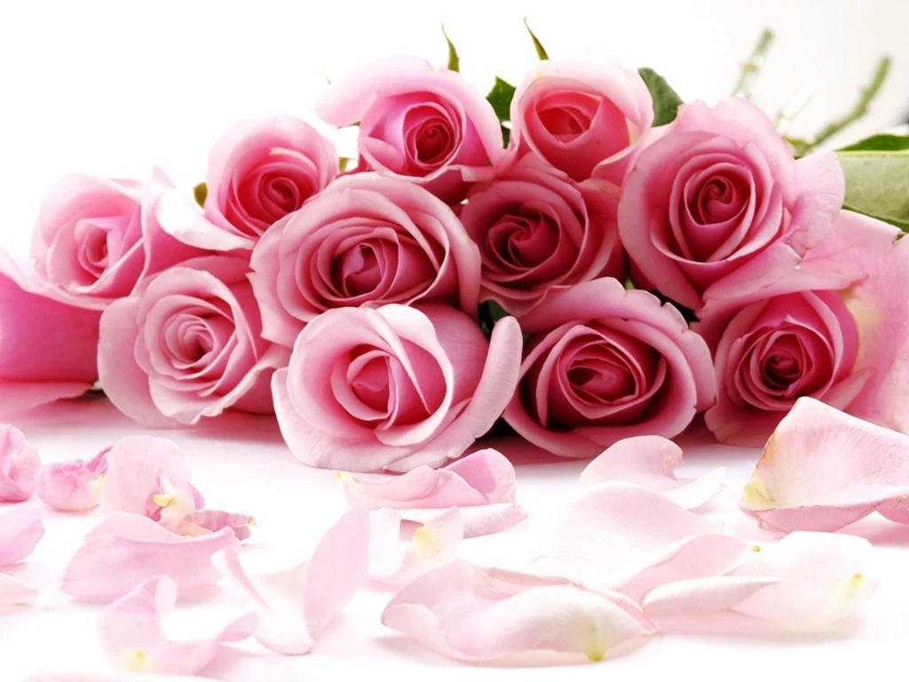 Wallpapers: Rose Wallpapers