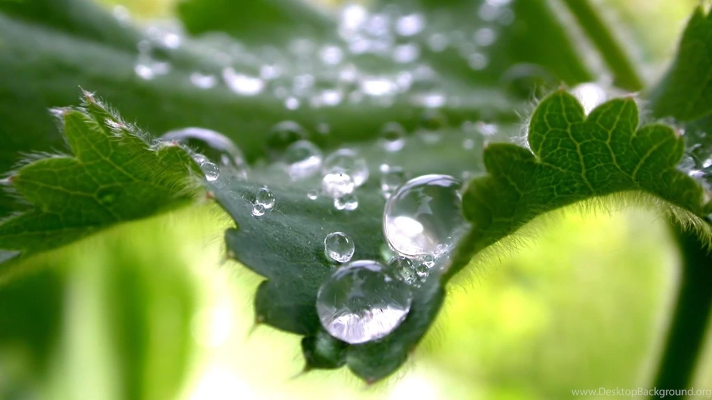 Beautiful Water Drops 1080p Hd Wallpapers Nature Hd Wallpapers