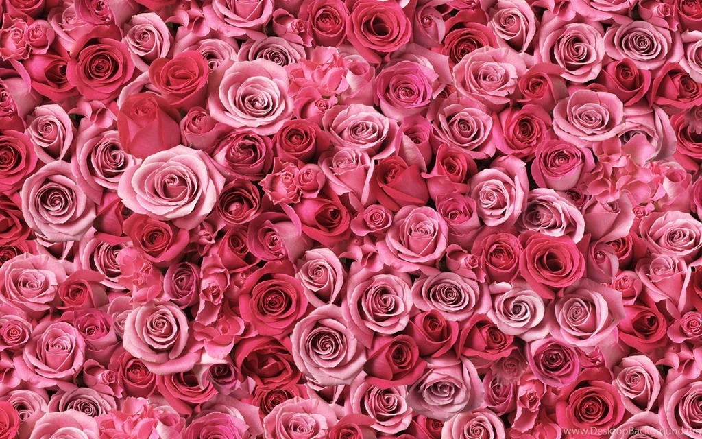 A Lot Of Pink Roses Desktop Wallpapers 28792