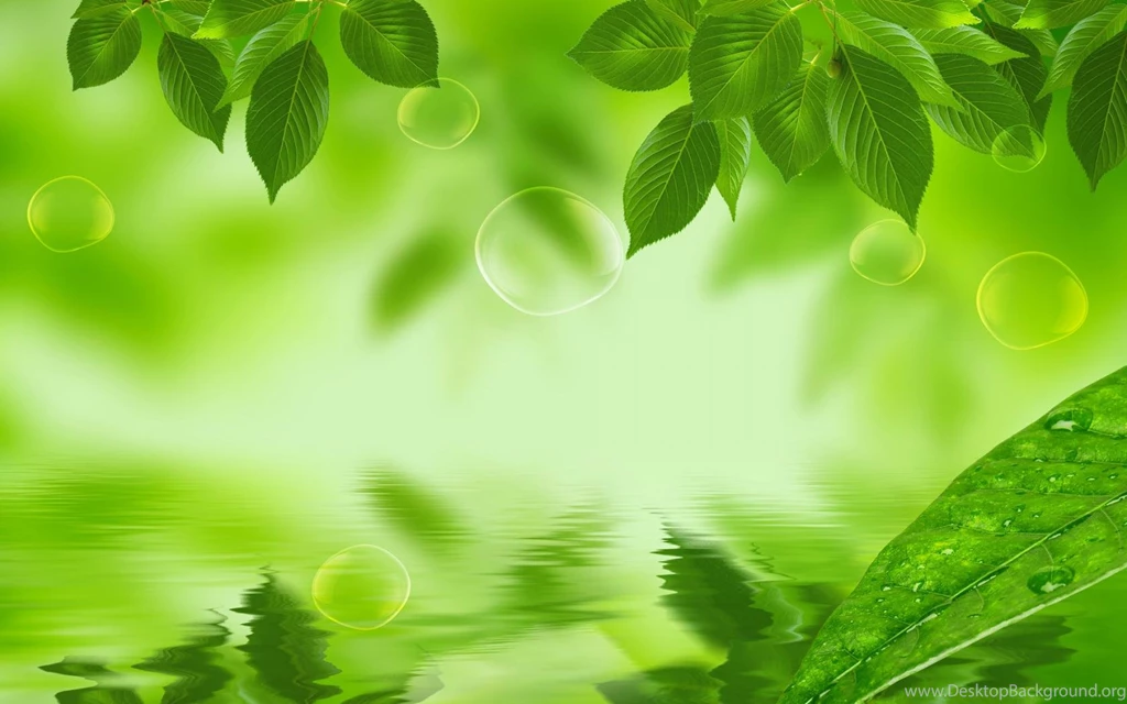 Natural Green Leaf HD Wallpapers HD Wallpapers