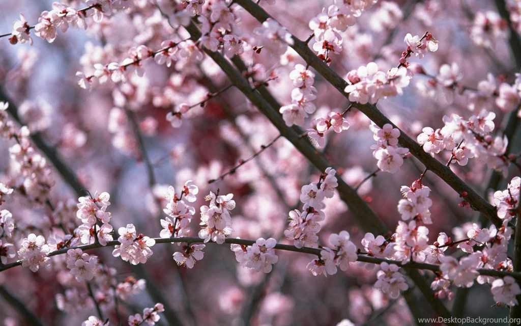 Download Wallpapers Cherry Blossom (Sakura) (1920 X 1200 Widescreen ...