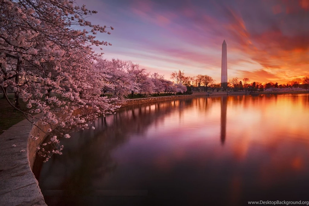 Cherry Blossom Tree Desktop Wallpapers   , New Wallpapers, New ...