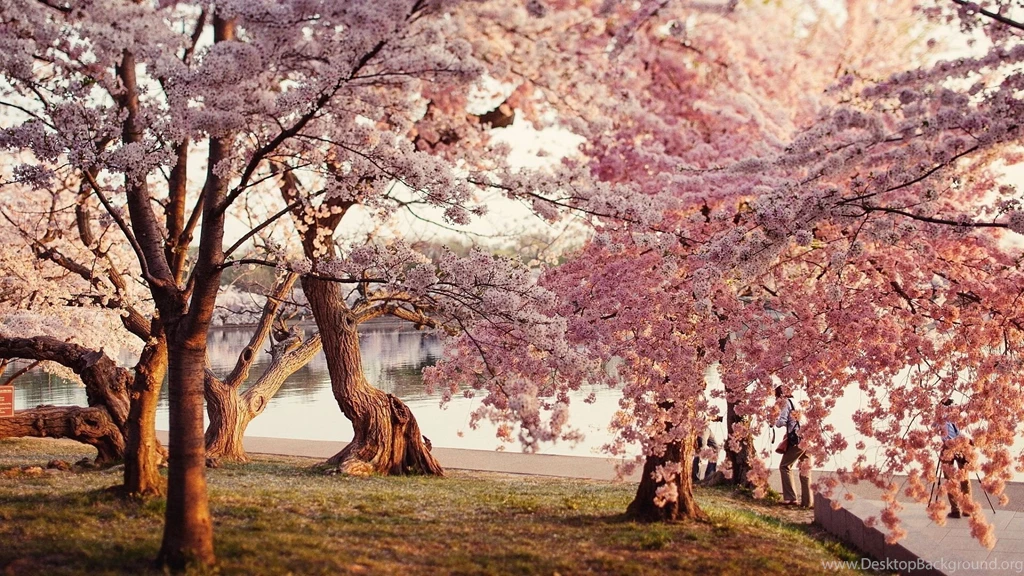 Cherry Blossom Tree Desktop Wallpapers , New Wallpapers, New ...