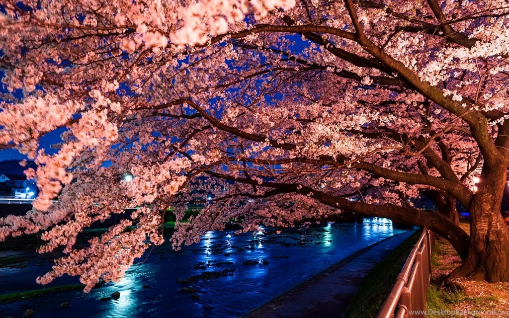 Top Cherry Blossom Desktop Background Images For Pinterest