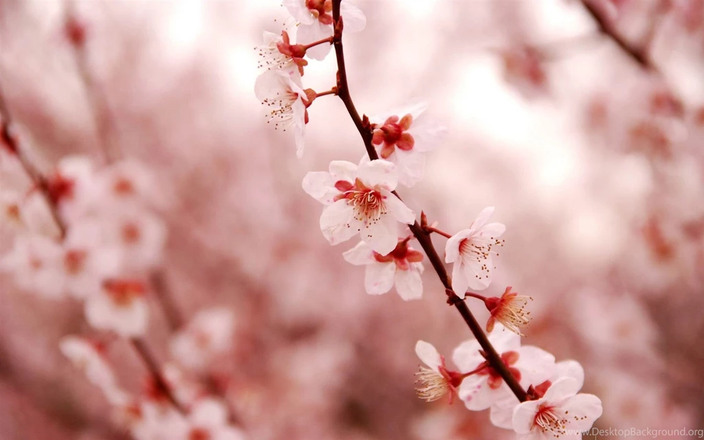 Pink Cherry Blossom Beauty Spring Desktop Wallpapers 1524572