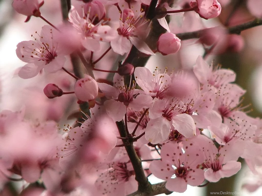 Top Cherry Blossom Flower Hd Images For Pinterest