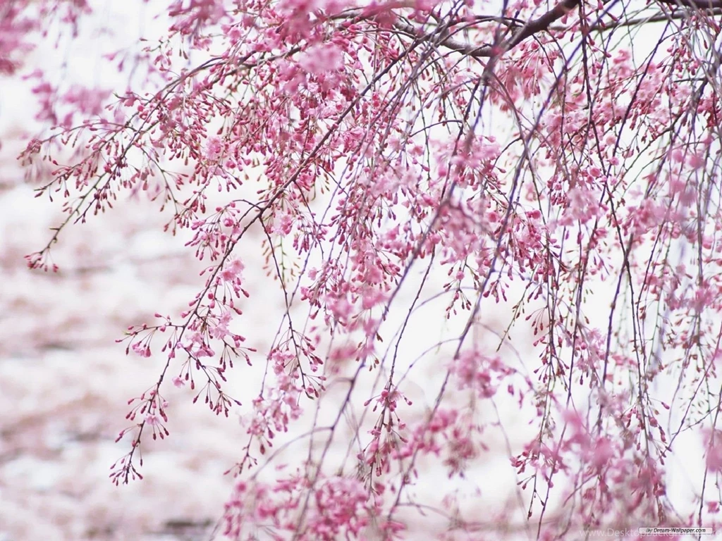 Free Wallpapers Free Flower Wallpapers Cherry Blossom Wallpapers ...