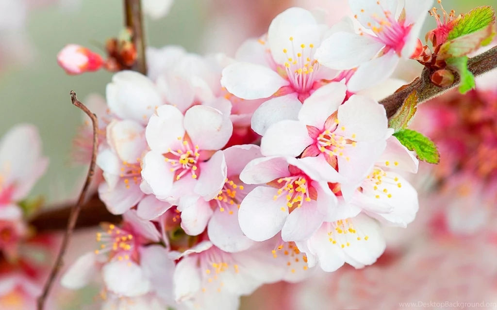 Pink Cherry Blossom Wallpapers 27957