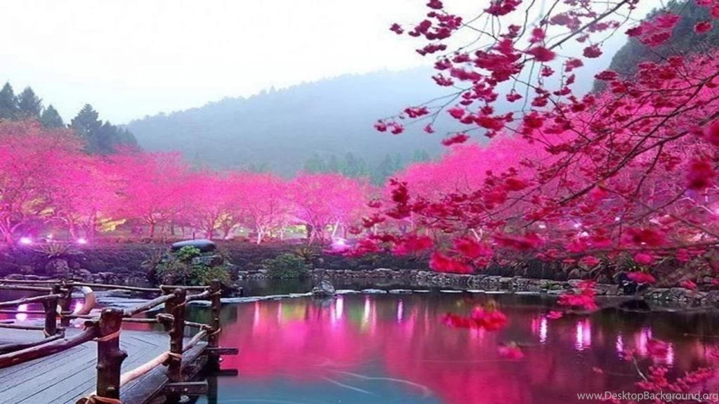 Download Cute Cherry Blossom Wallpapers High Quality Resolution ...