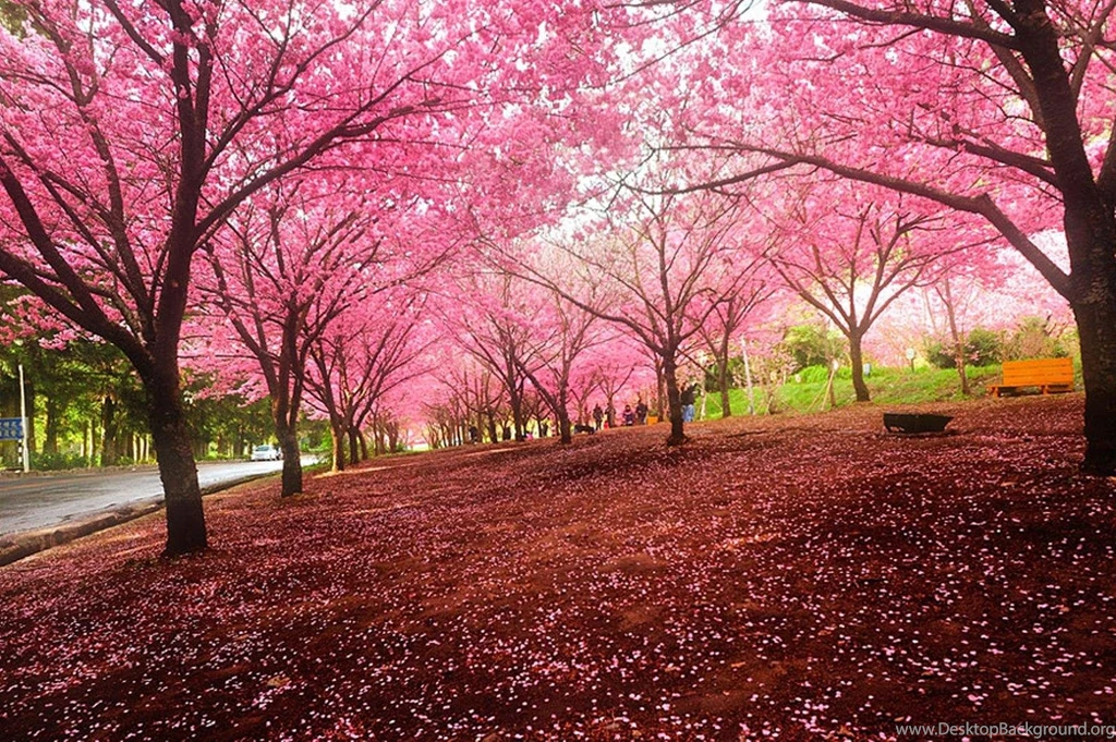 Cherry Blossom Spring Wallpapers Nature Season Of Cherry Blossom ...